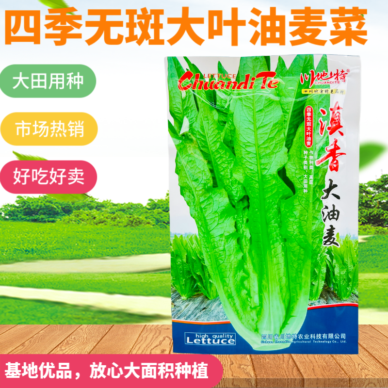 大颗四季油麦菜种子大叶油麦菜种子耐寒耐热甜味油麦菜种子