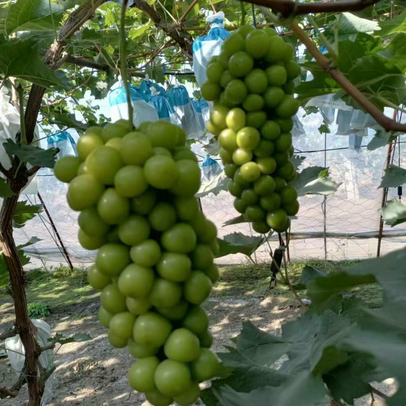 阳光玫瑰辽宁发货颗粒饱满水分充足保鲜发货来电预定