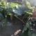 水果萝卜大量现货欢迎各地采购商对接洽谈