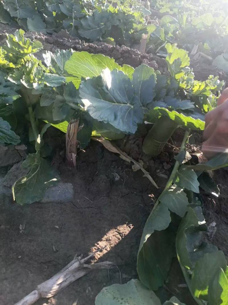 水果萝卜大量现货欢迎各地采购商对接洽谈