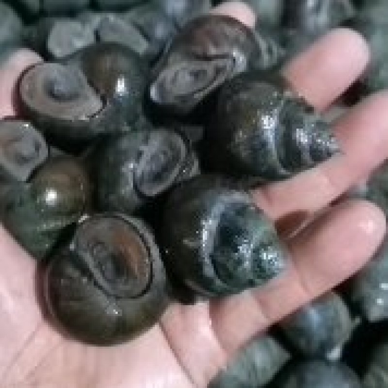 湖北厚壳田螺中华圆田螺各种规格有货一手货源欢迎咨询