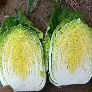新鲜白城白菜，当季上市，产地直供