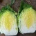 新鲜白城白菜，当季上市，产地直供