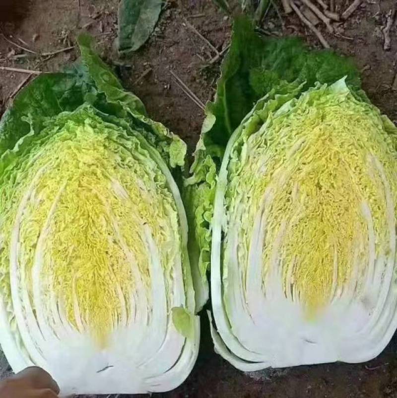 新鲜白城白菜，当季上市，产地直供