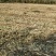 18亩可种中药材水浇地出租河北省衡水市安平县境内