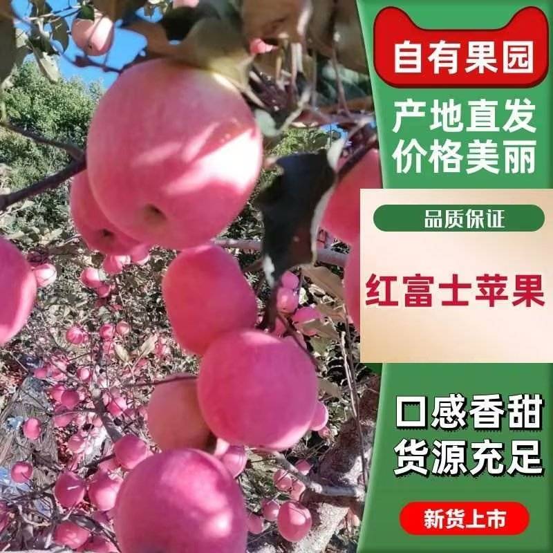 红富士苹果大量上市香甜多汁口感爽脆量大质优可视频