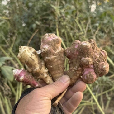 红皮洋姜白皮洋姜紫皮洋姜胰岛果大量上市