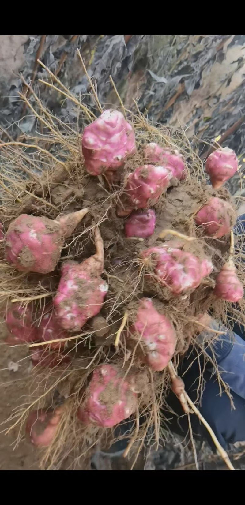 红皮洋姜白皮洋姜紫皮洋姜胰岛果大量上市