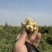 红皮洋姜白皮洋姜紫皮洋姜胰岛果大量上市