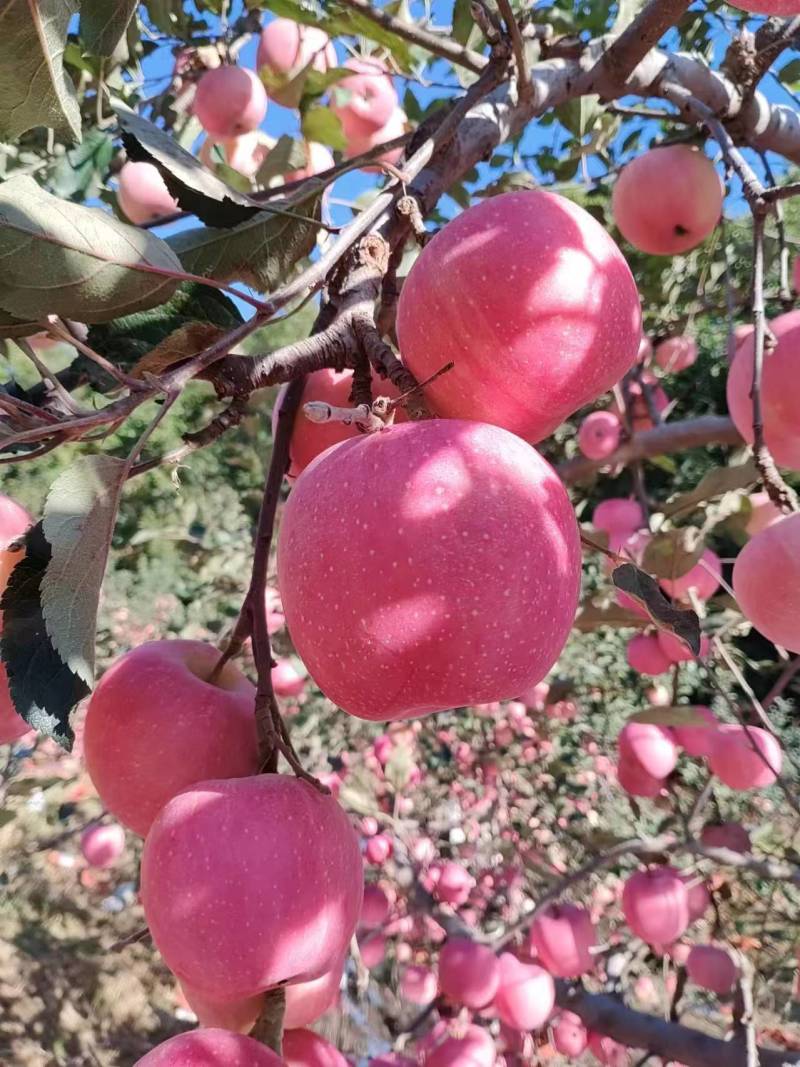 红富士苹果大量上市香甜多汁口感爽脆量大质优可视频