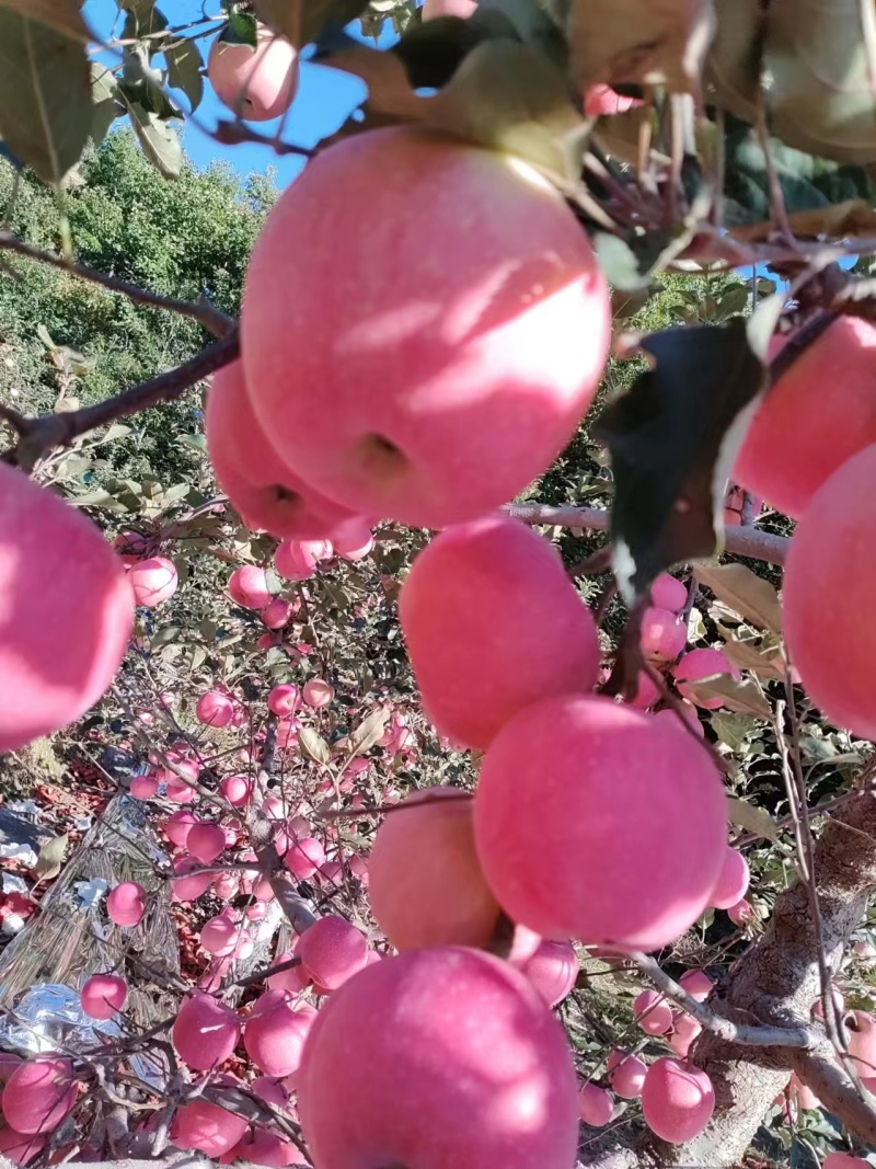红富士苹果大量上市香甜多汁口感爽脆量大质优可视频