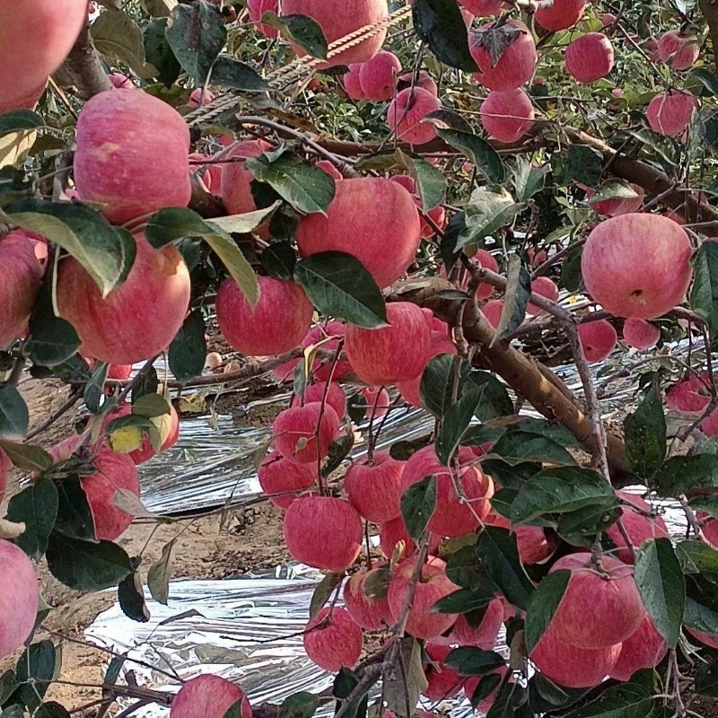 红富士苹果大量上市香甜多汁口感爽脆量大质优可视频