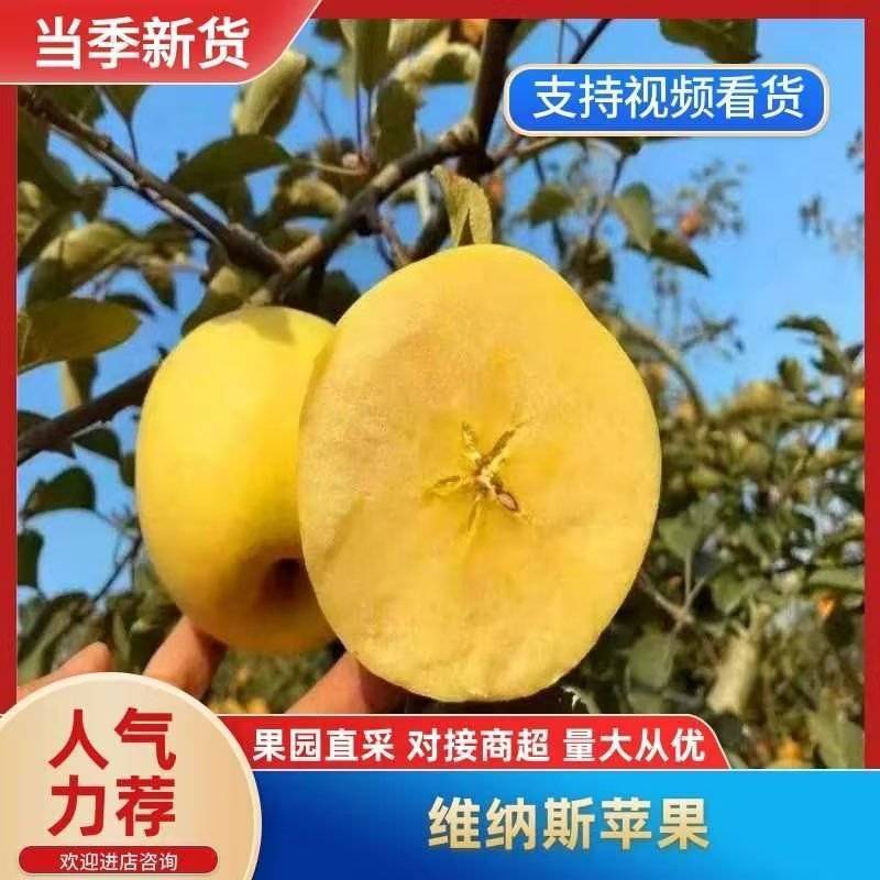 维纳斯黄金苹果大量上市爽脆香甜果香浓郁产地直发