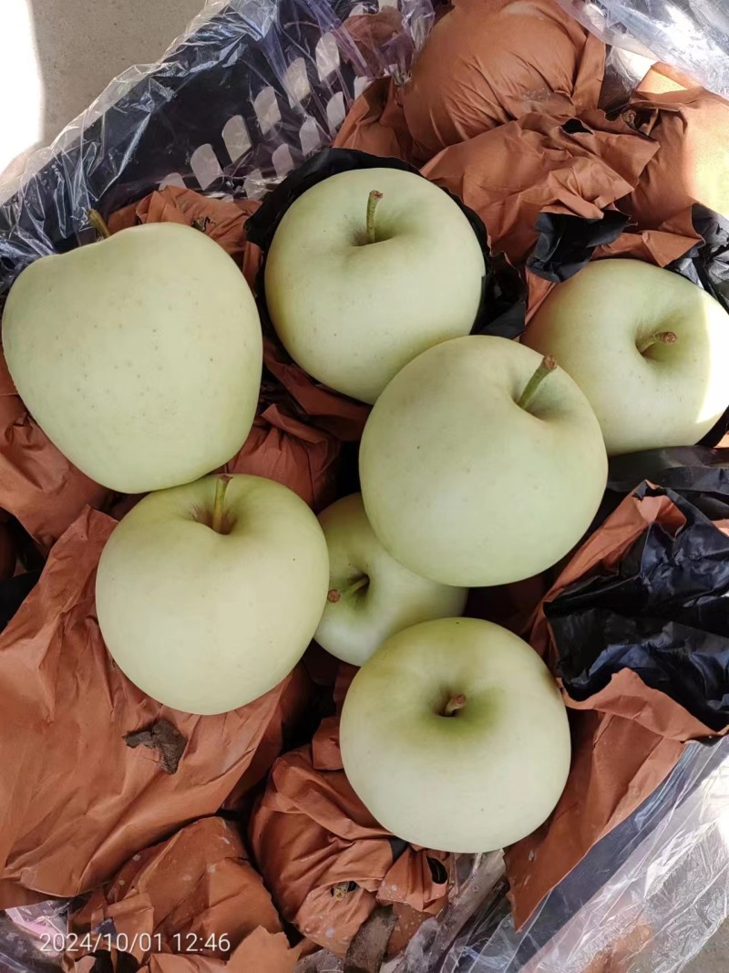 河北黄元帅苹果果品好一手货源产地直发量大从优