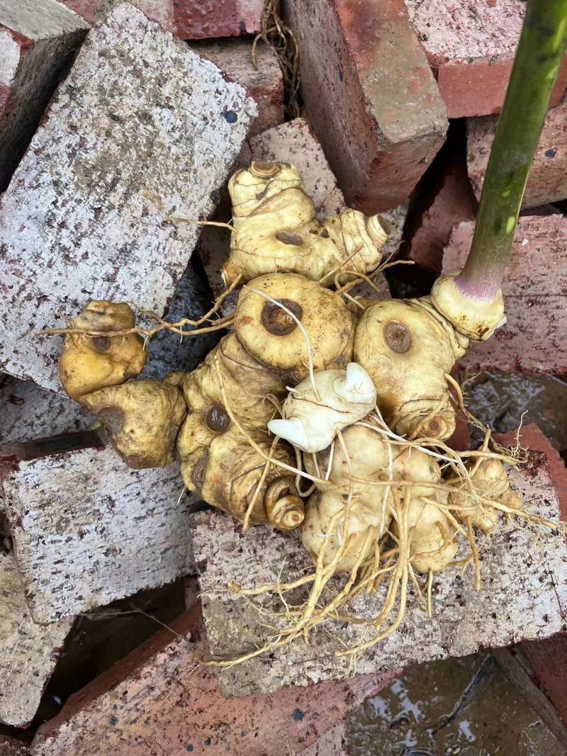 黄精云南产地野生黄精货源充足质量保证，量大请致电联系