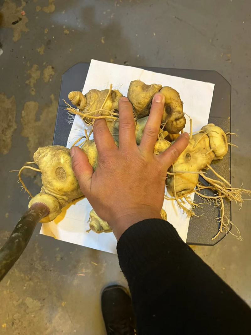 黄精云南产地野生黄精货源充足质量保证，量大请致电联系