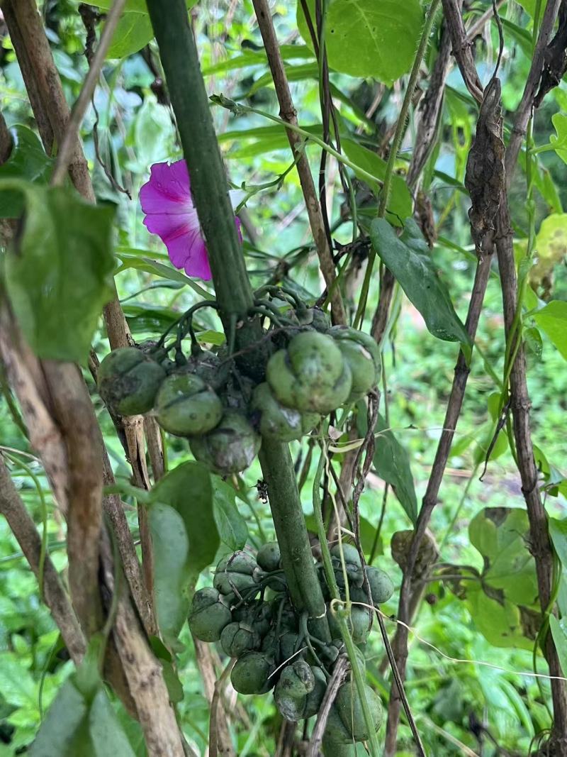 黄精云南产地野生黄精货源充足质量保证，量大请致电联系