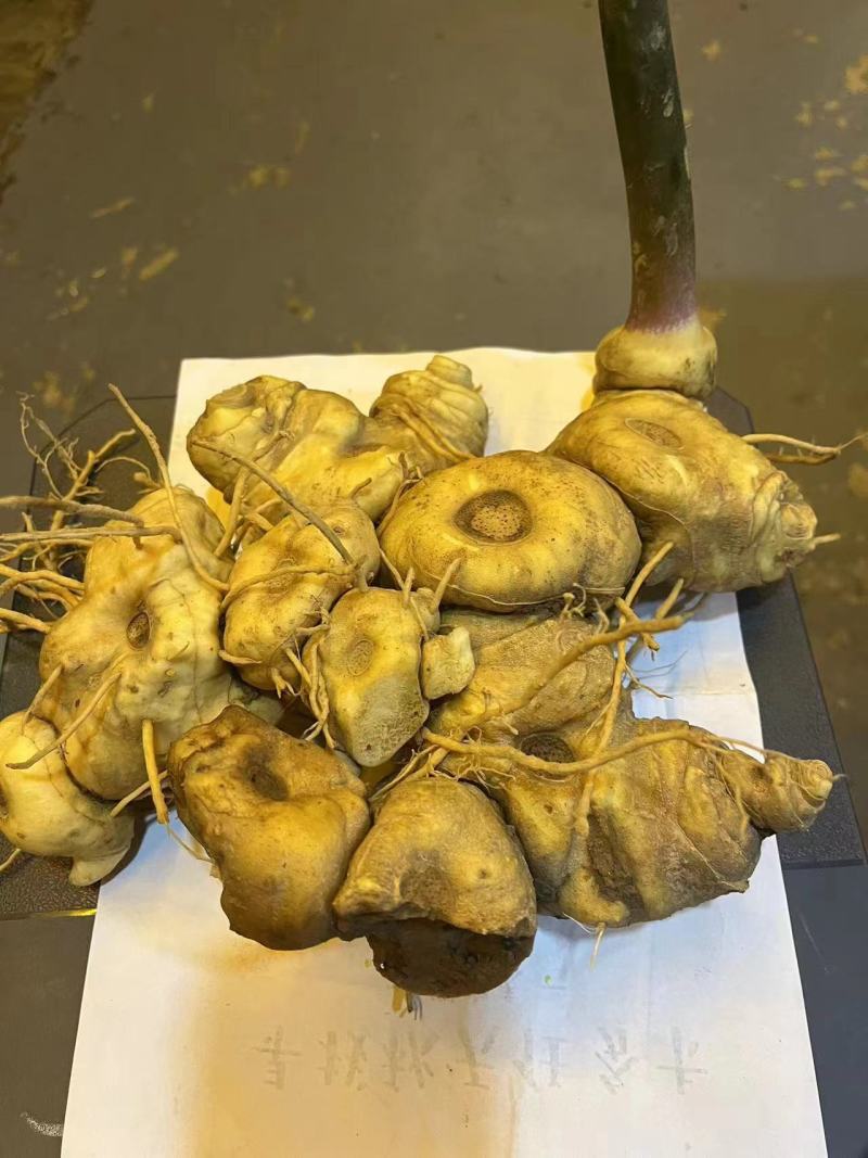黄精云南产地野生黄精货源充足质量保证，量大请致电联系
