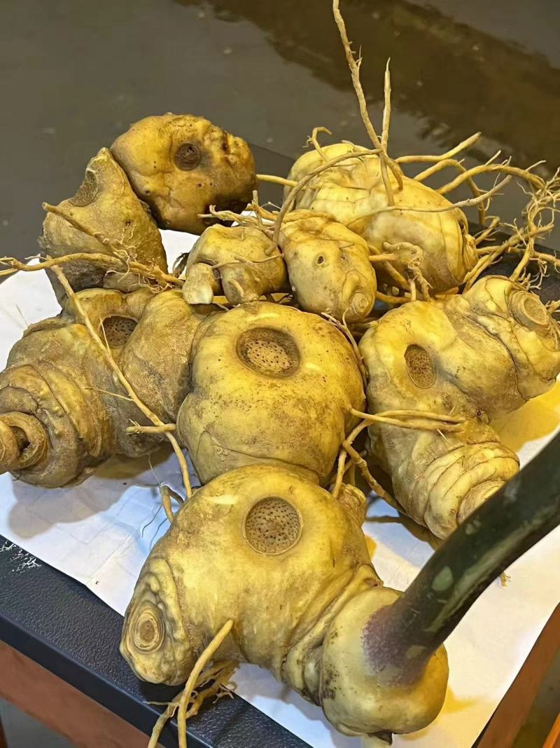 黄精云南产地野生黄精货源充足质量保证，量大请致电联系