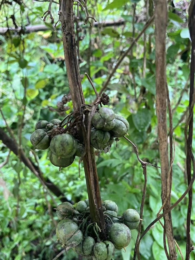黄精云南产地野生黄精货源充足质量保证，量大请致电联系