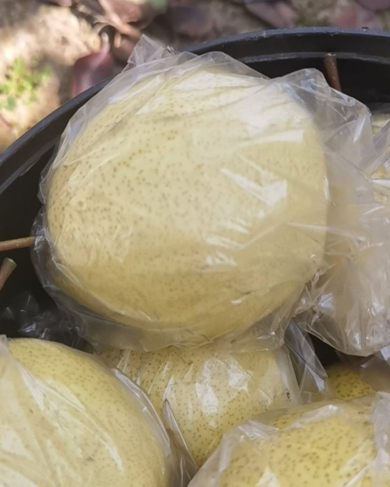 山西祁县酥梨