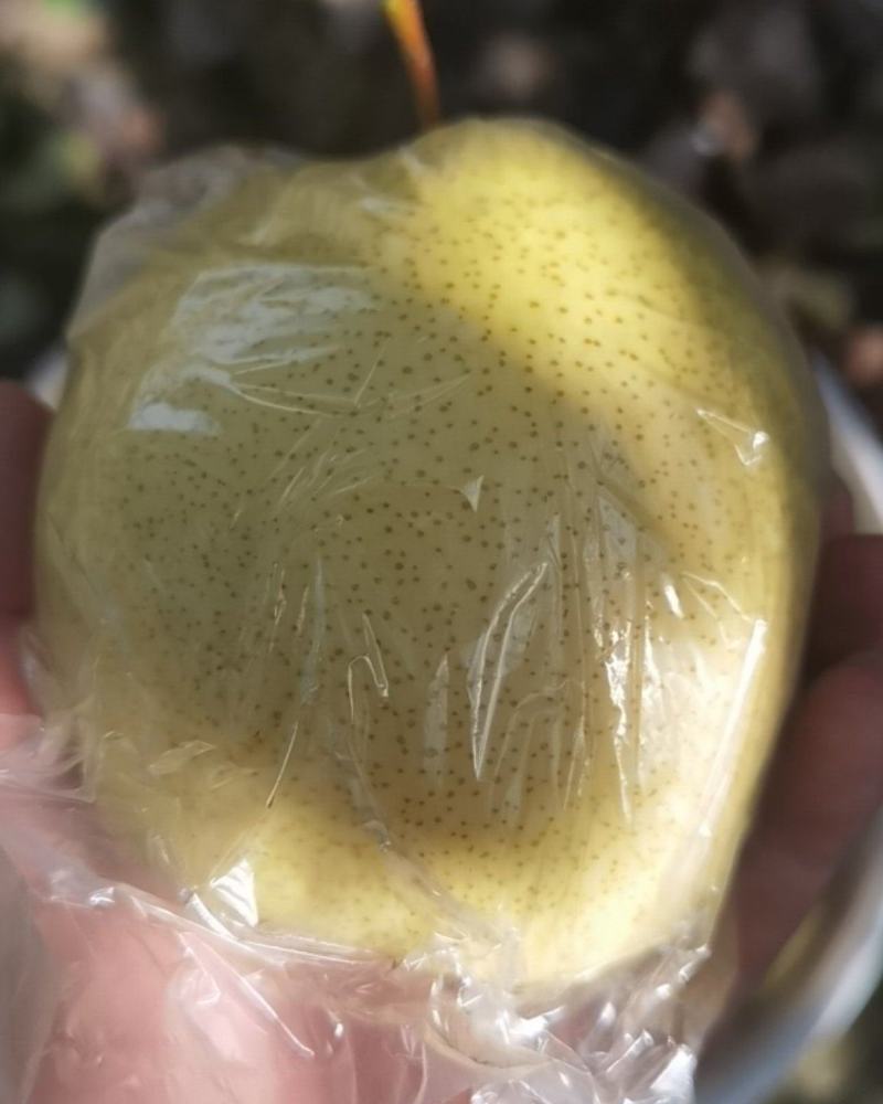 山西祁县酥梨