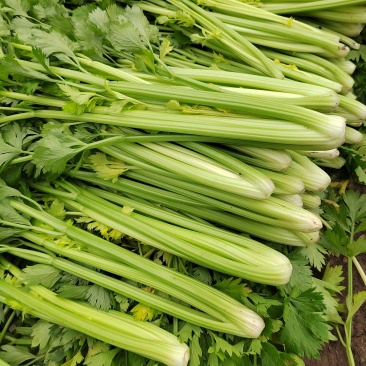 万亩田芹菜基地代装打捆