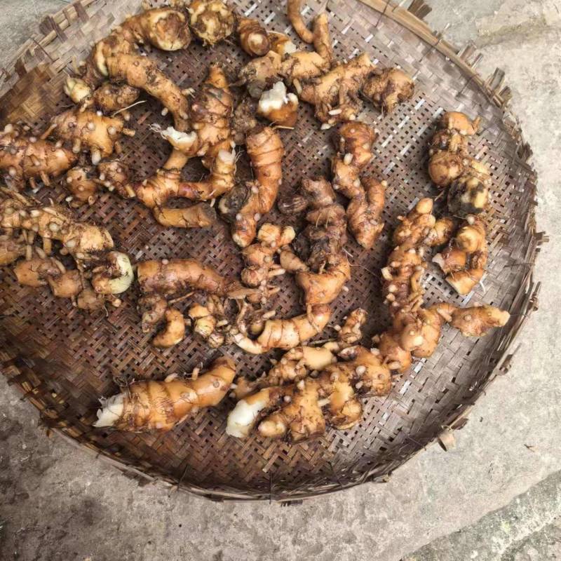云南野山姜药材基地现货鲜货量大价优支持视频看货