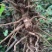 云南野山姜药材基地现货鲜货量大价优支持视频看货