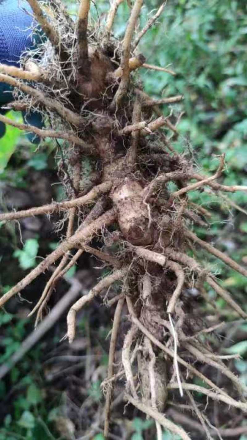 云南野山姜药材基地现货鲜货量大价优支持视频看货