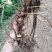 云南野山姜药材基地现货鲜货量大价优支持视频看货