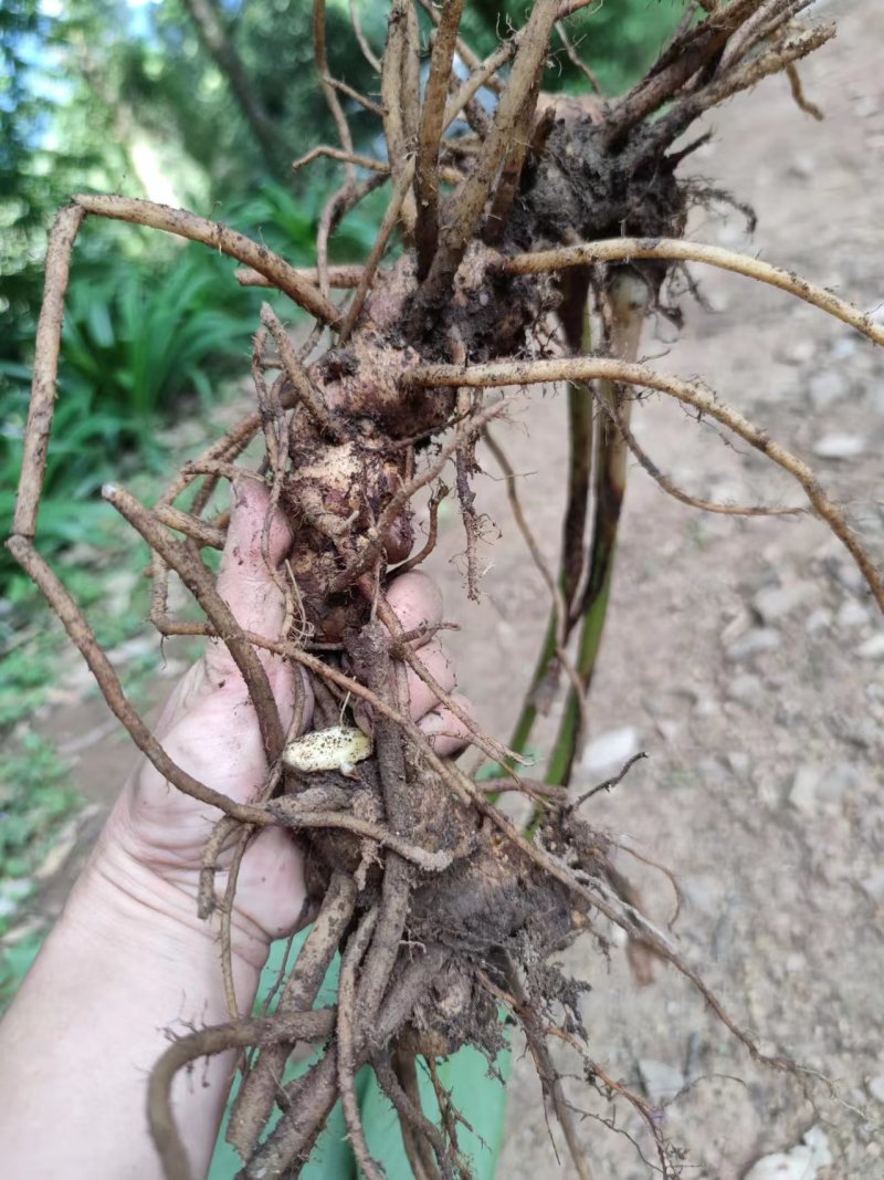 云南野山姜药材基地现货鲜货量大价优支持视频看货