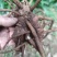 云南野山姜药材基地现货鲜货量大价优支持视频看货