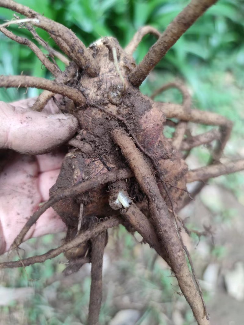 云南野山姜药材基地现货鲜货量大价优支持视频看货