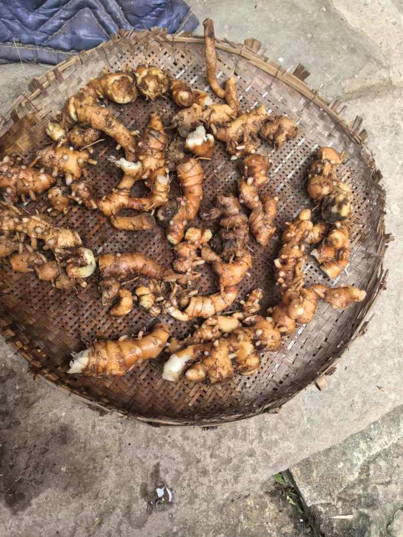云南野山姜药材基地现货鲜货量大价优支持视频看货
