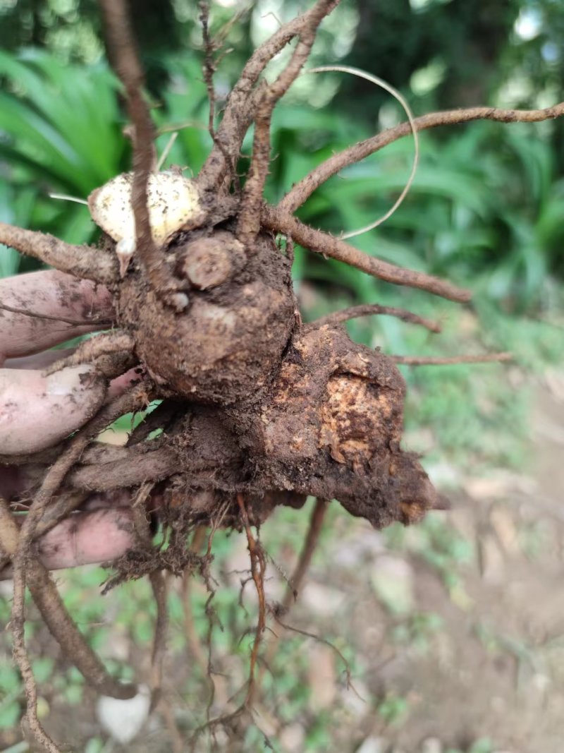 云南野山姜药材基地现货鲜货量大价优支持视频看货