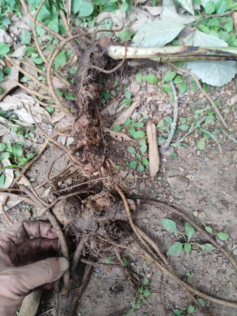 云南野山姜药材基地现货鲜货量大价优支持视频看货