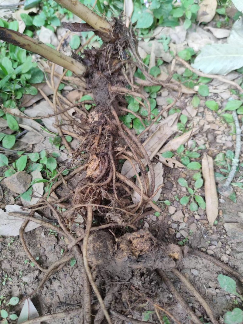 云南野山姜药材基地现货鲜货量大价优支持视频看货