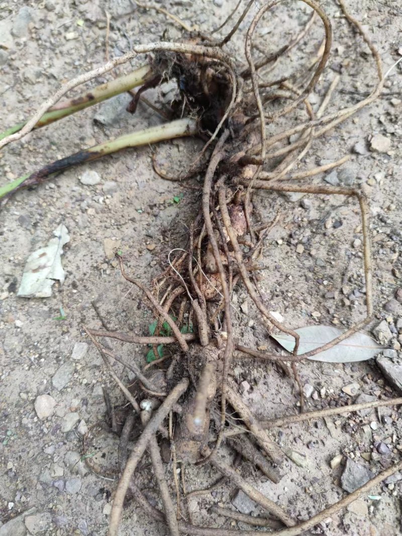 云南野山姜药材基地现货鲜货量大价优支持视频看货