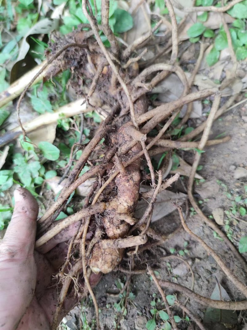 云南野山姜药材基地现货鲜货量大价优支持视频看货