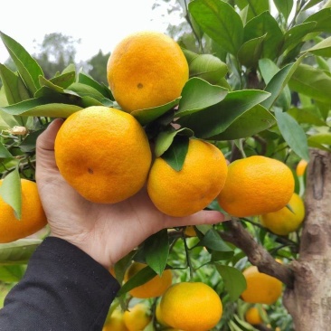 蜜橘🍊成熟无核蜜橘皮薄个大挂树鲜果入口即化一手货
