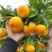 蜜橘🍊成熟无核蜜橘皮薄个大挂树鲜果入口即化一手货