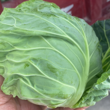 甘蓝，精品甘蓝，面包菜，健康、美味蔬菜大头菜