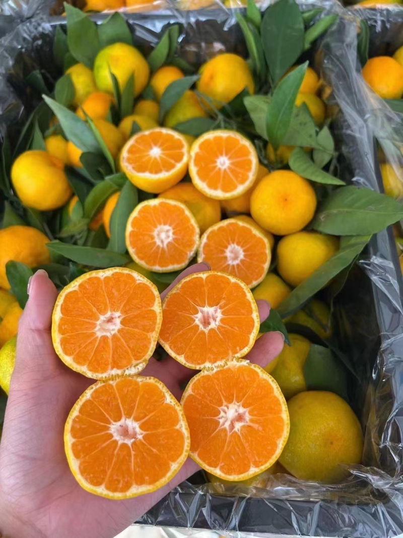 蜜橘🍊成熟无核蜜橘皮薄个大挂树鲜果入口即化一手货