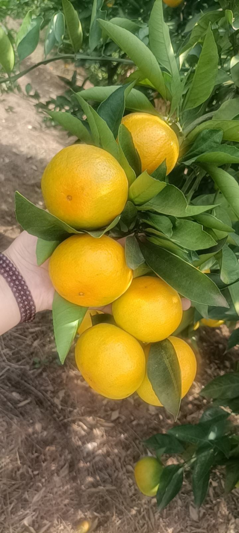 蜜橘🍊成熟无核蜜橘皮薄个大挂树鲜果入口即化一手货