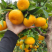 蜜橘🍊成熟无核蜜橘皮薄个大挂树鲜果入口即化一手货