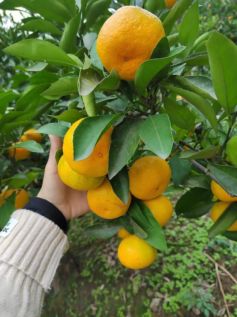 蜜橘🍊成熟无核蜜橘皮薄个大挂树鲜果入口即化一手货