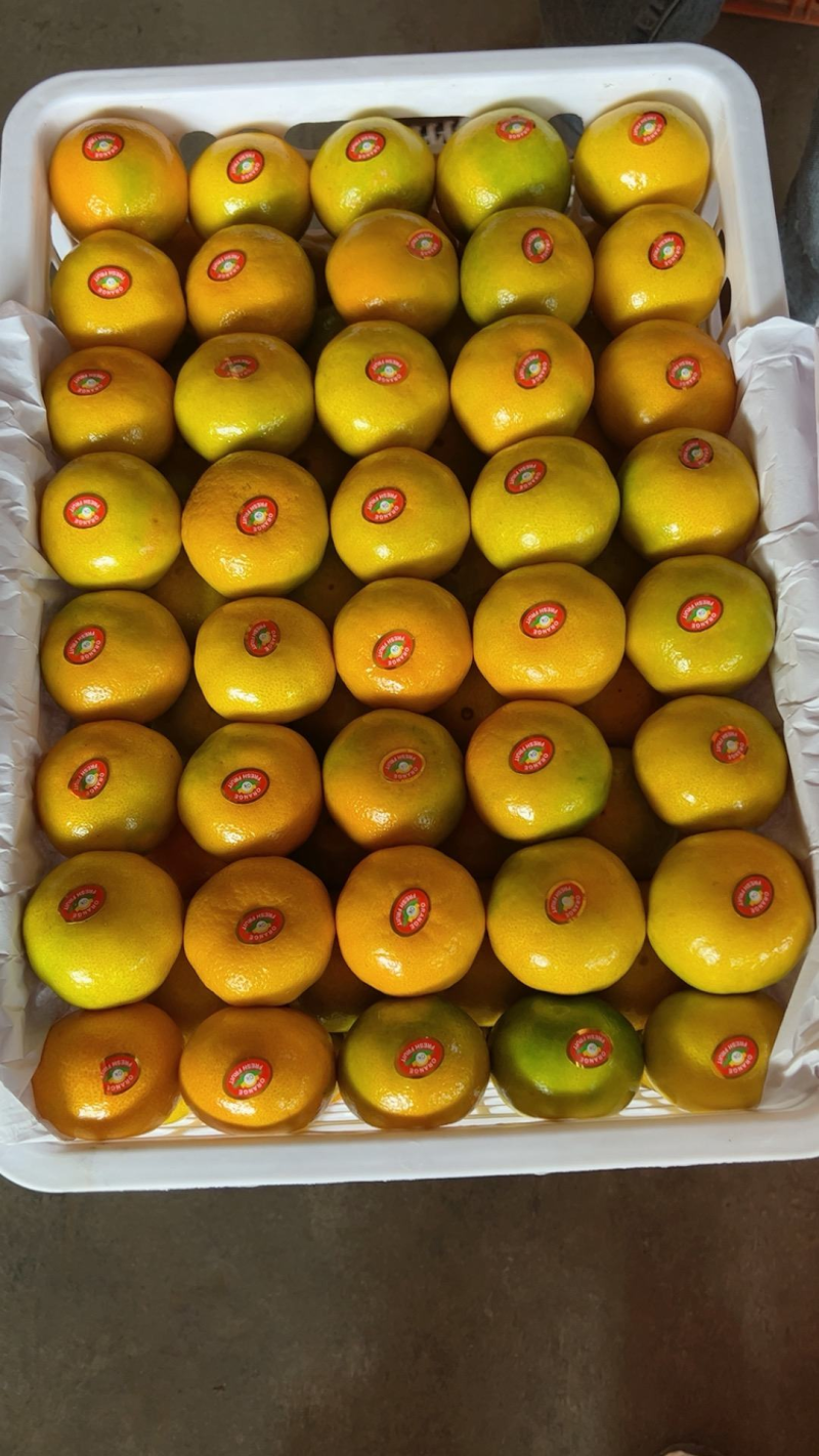 蜜橘🍊成熟无核蜜橘皮薄个大挂树鲜果入口即化一手货