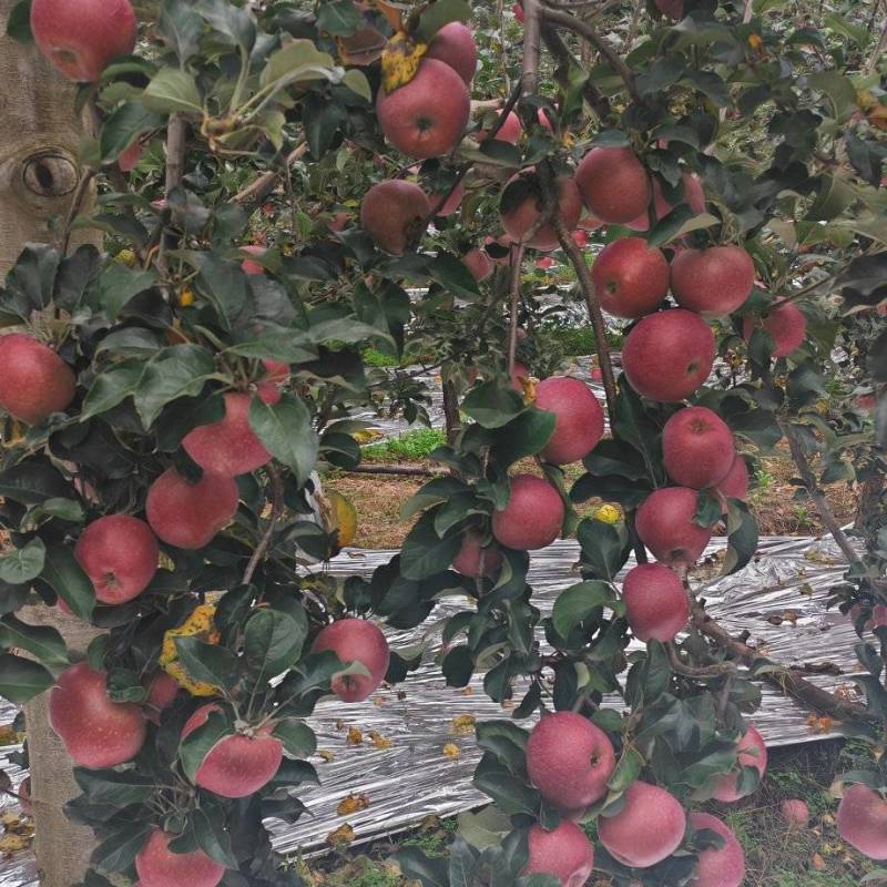 昭通糖心丑苹果大量上市，想要的客户联系我