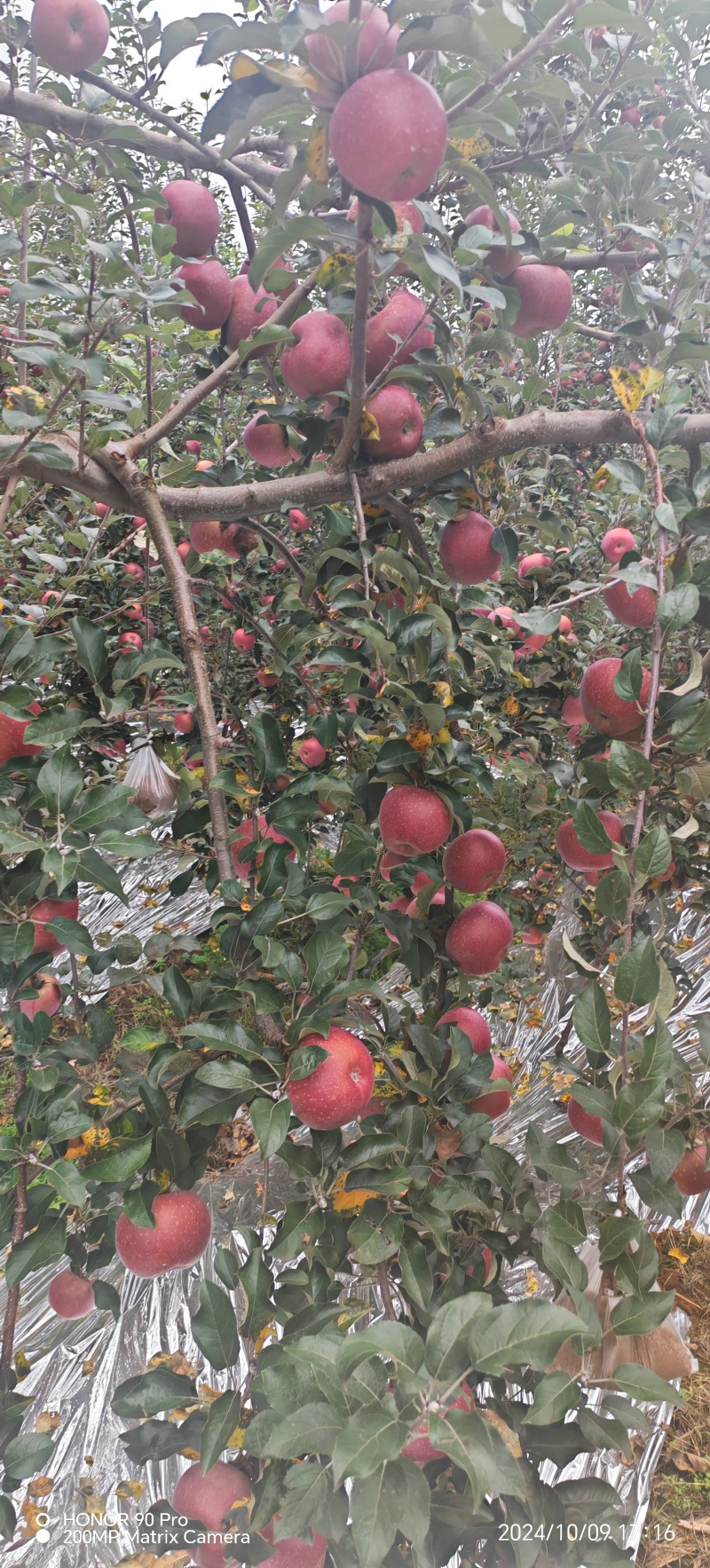昭通糖心丑苹果大量上市，想要的客户联系我